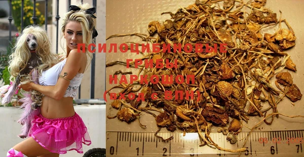 ПСИЛОЦИБИНОВЫЕ ГРИБЫ Новодвинск