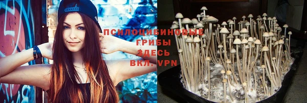 крисы Новокубанск